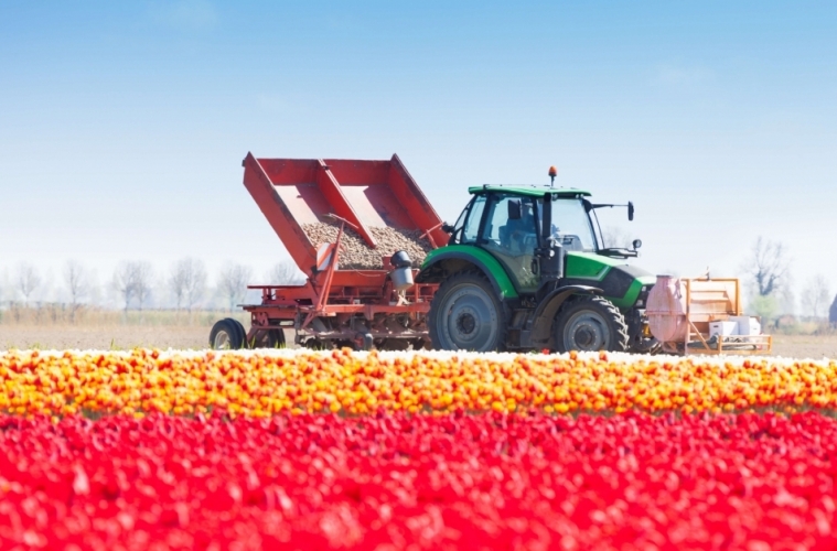 Tractor in field of tulips